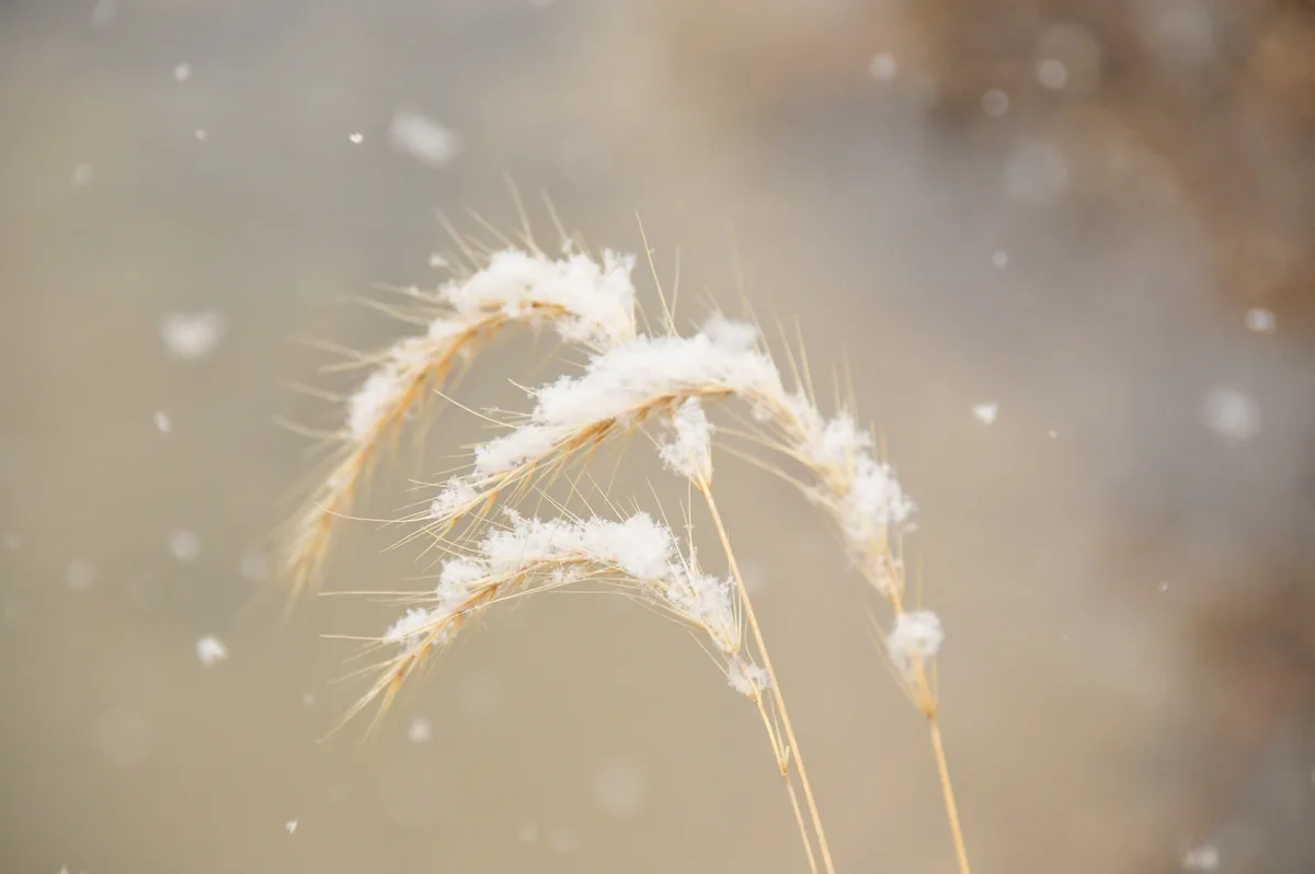 Canada Wild Rye (Elymus canadensis)