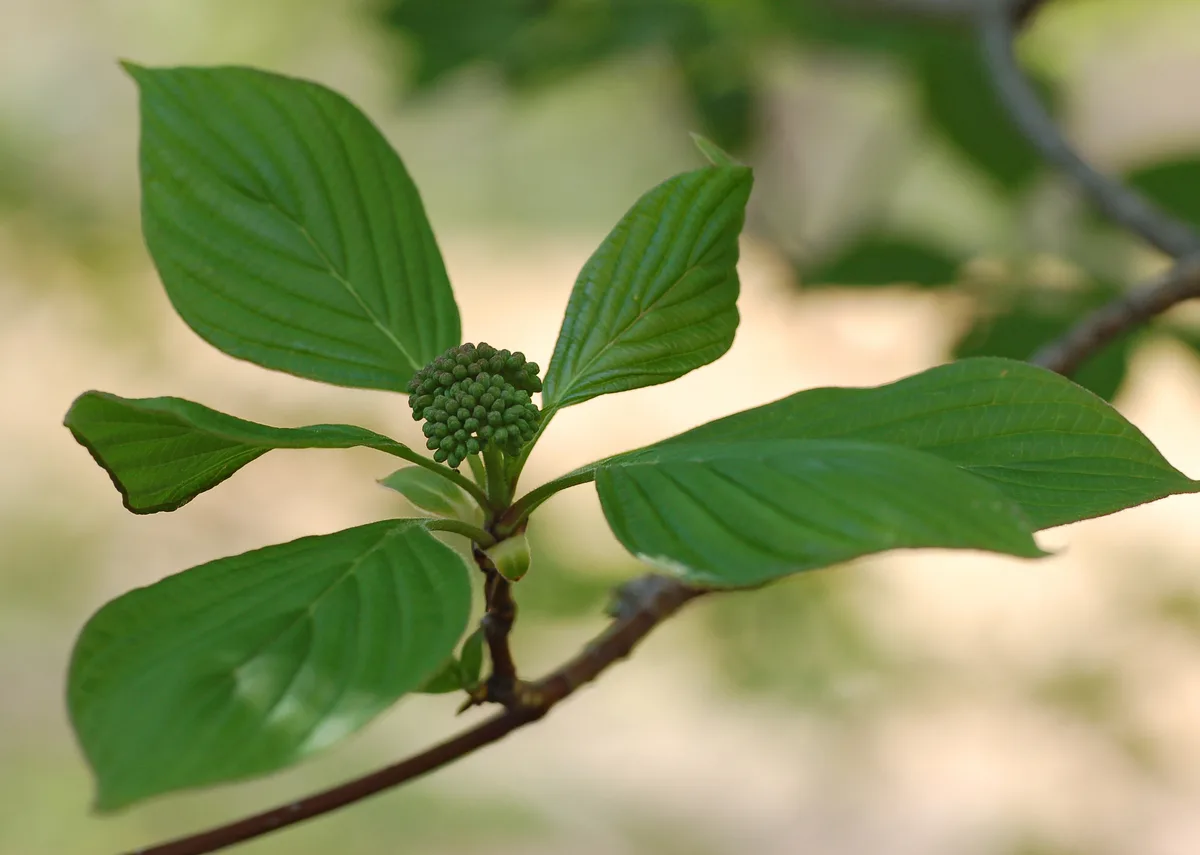 Pagoda Dogwood (Cornus alternifolia)