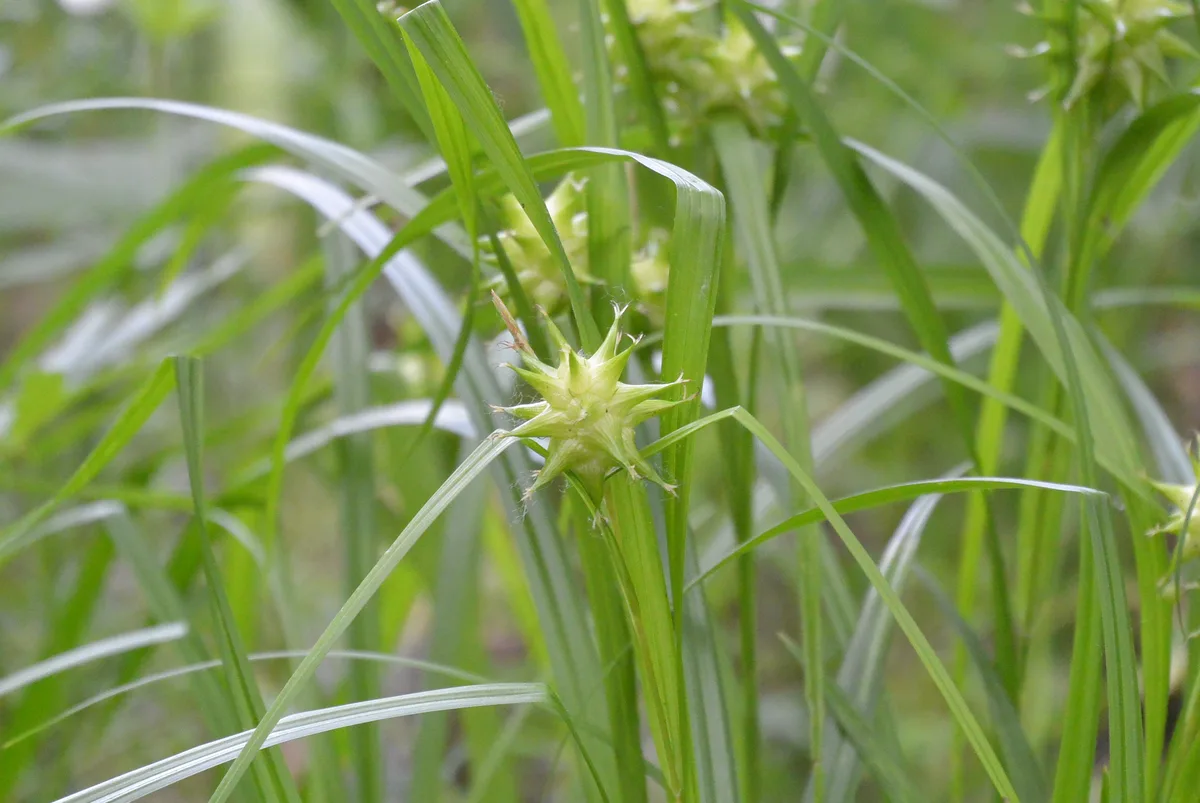 Grays Sedge (Carex grayi)