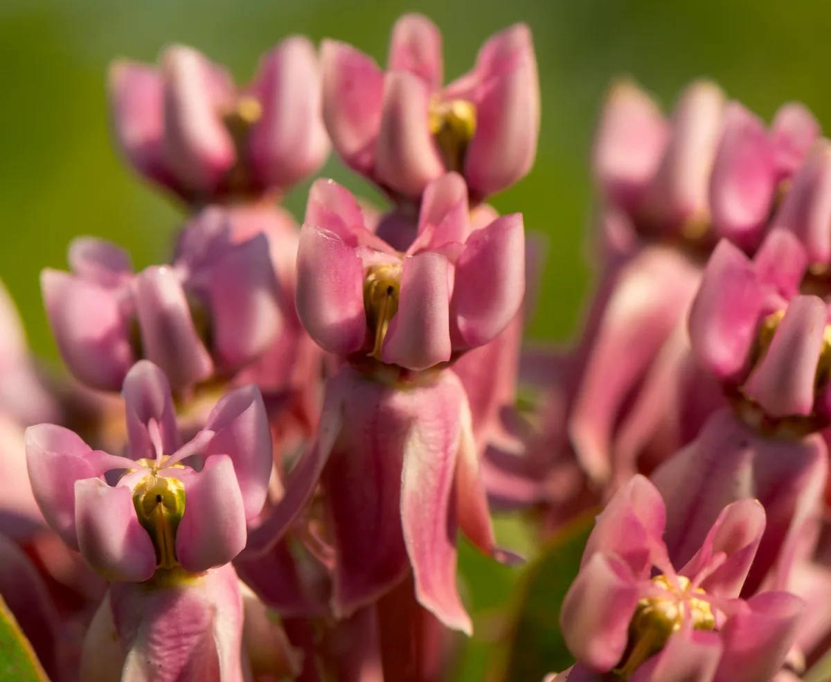 Sullivants Milkweed