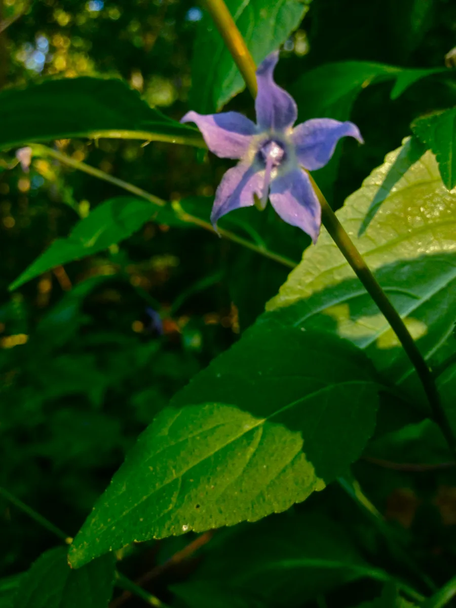 Tall Bellflower