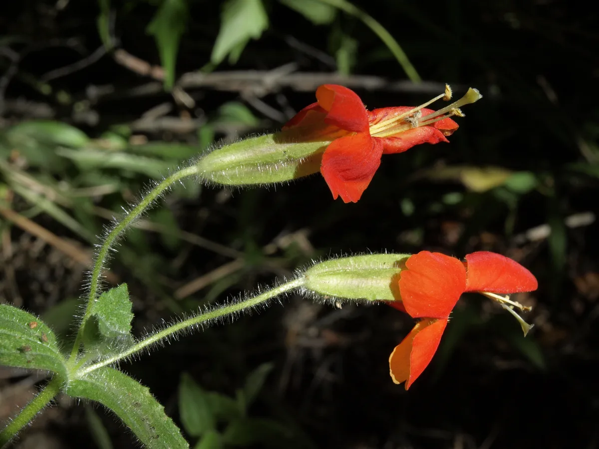 Cardinal Monkeyflower (Erythranthe cardinalis)
