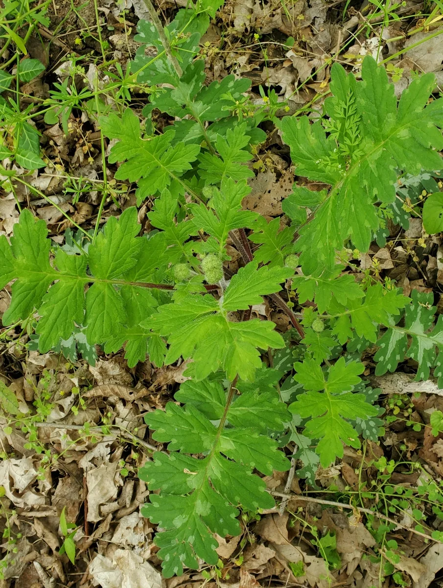 Largeleaf Waterleaf (Hydrophyllum macrophyllum)