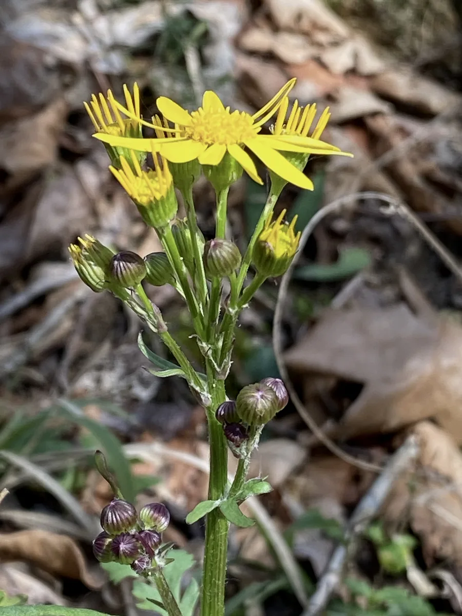 Roundleaf Ragwort