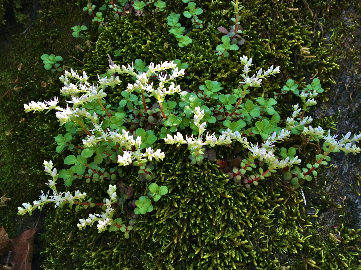 Three-leaved Stonecrop (Sedum ternatum var. ternatum)