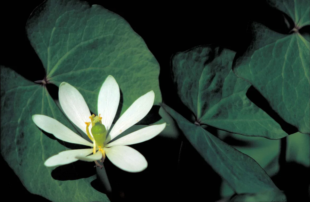 Twinleaf