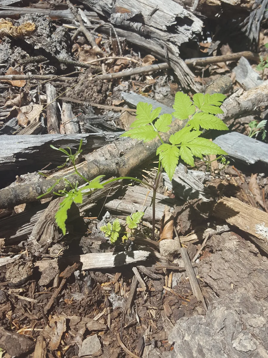 Hairy Sweet Cicely