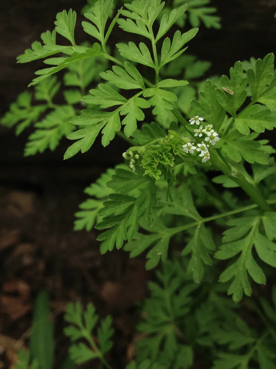 Wild Chervil (Chaerophyllum procumbens)