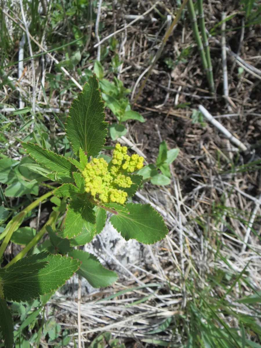 Golden Alexanders (Zizia aptera)