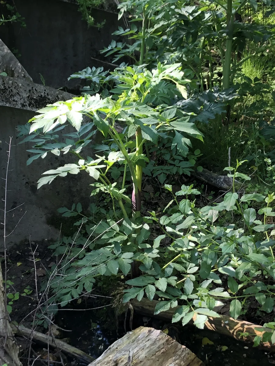 Great Angelica (Angelica atropurpurea)