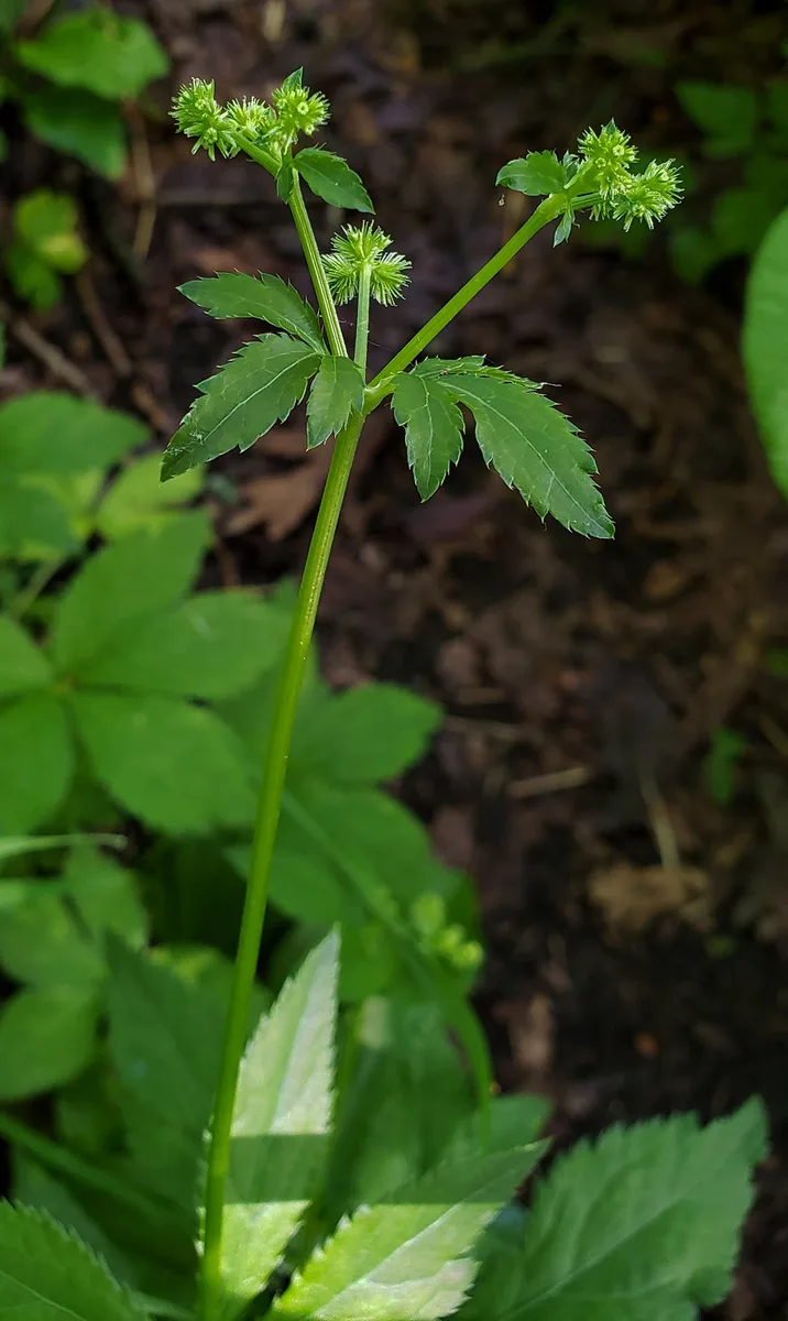 Canadian Sanicle