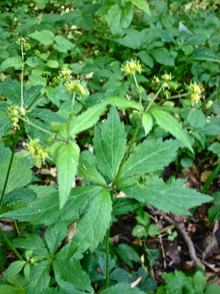 Clustered Snakeroot (Sanicula odorata)