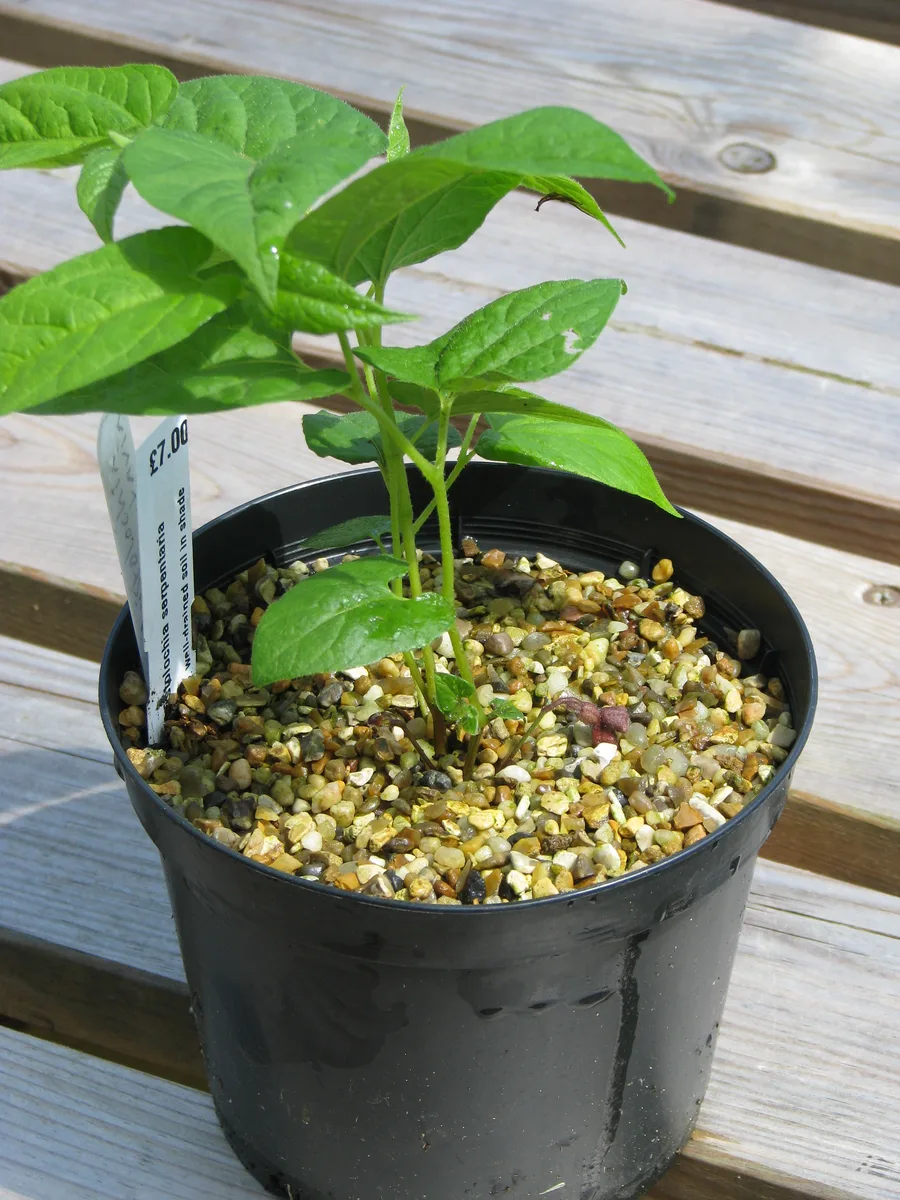 Virginia Snakeroot (Aristolochia serpentaria)