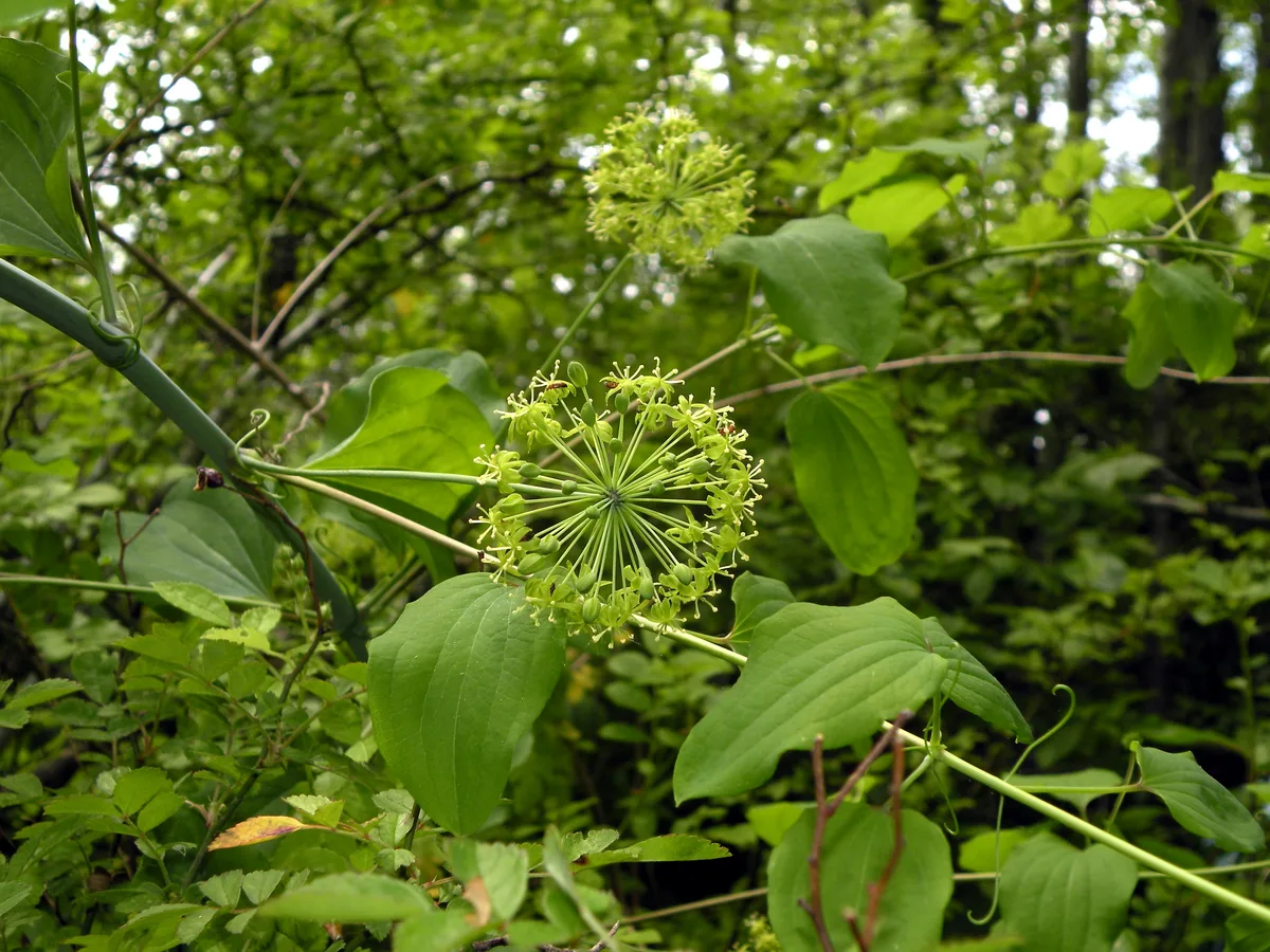 Carrion Flower (Smilax herbacea)