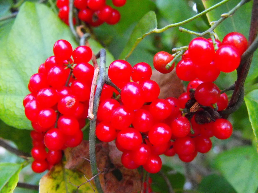 Catbrier (Smilax glauca)