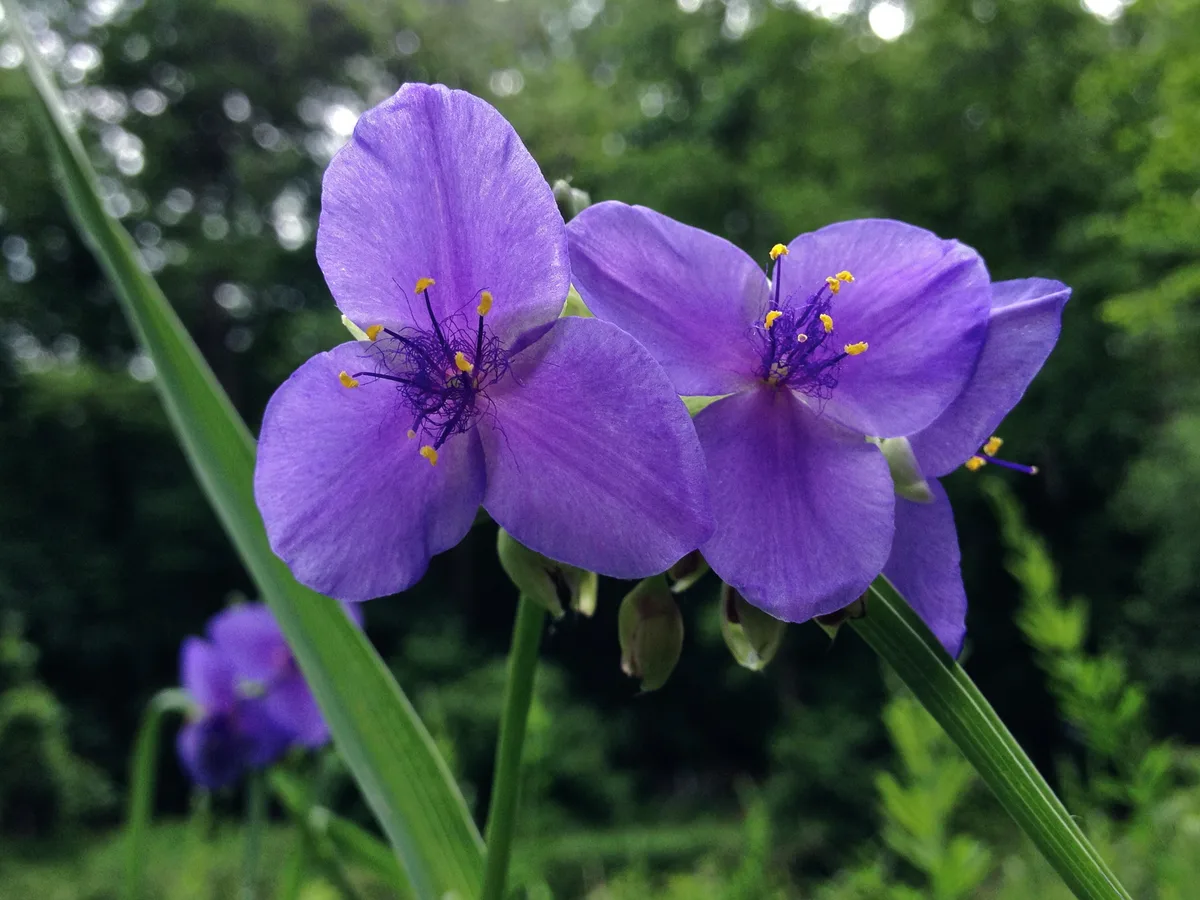Ohio Spiderwort (Tradescantia ohiensis)