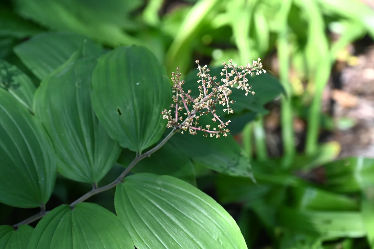 Starry False Solomons Seal