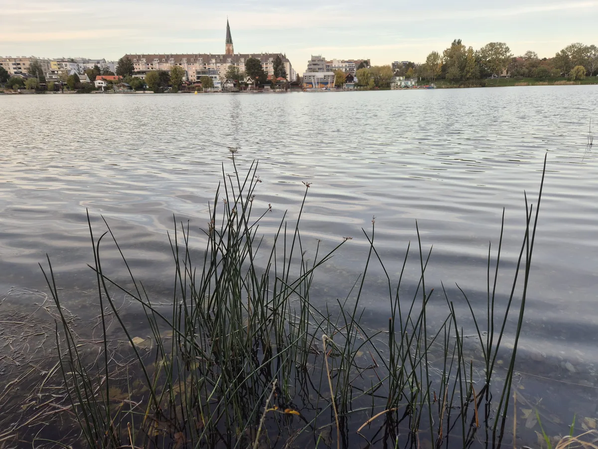 Softstem Bulrush