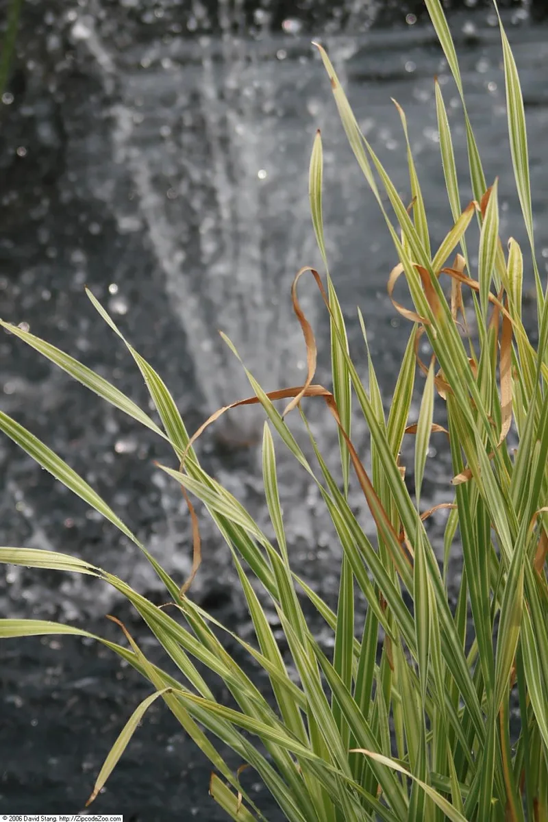 Common Cattail