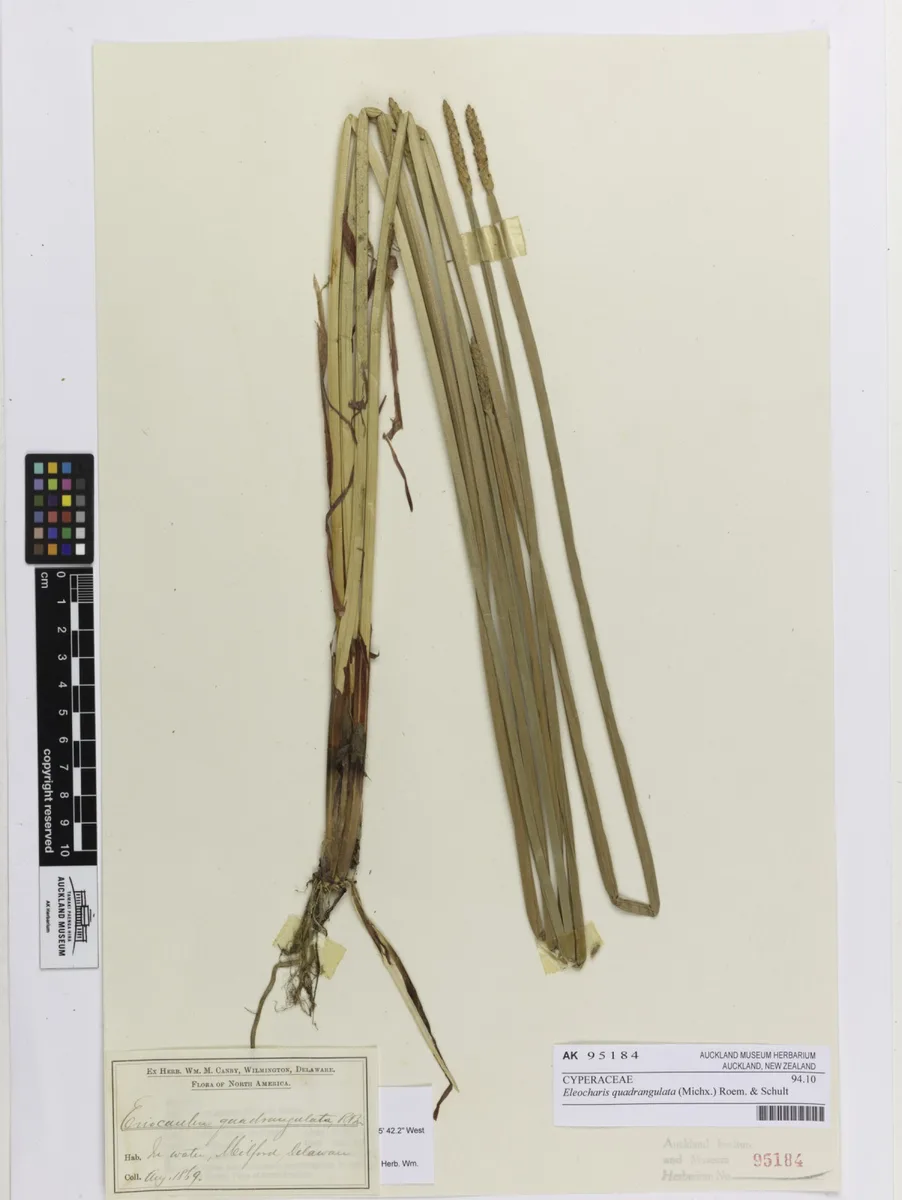 Square-stem Spikerush (Eleocharis quadrangulata)
