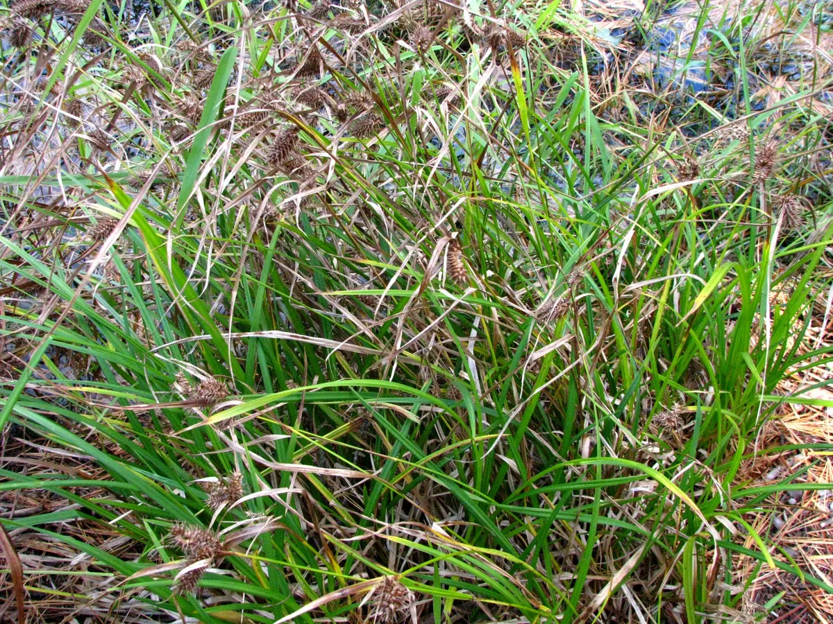 Lurid Sedge