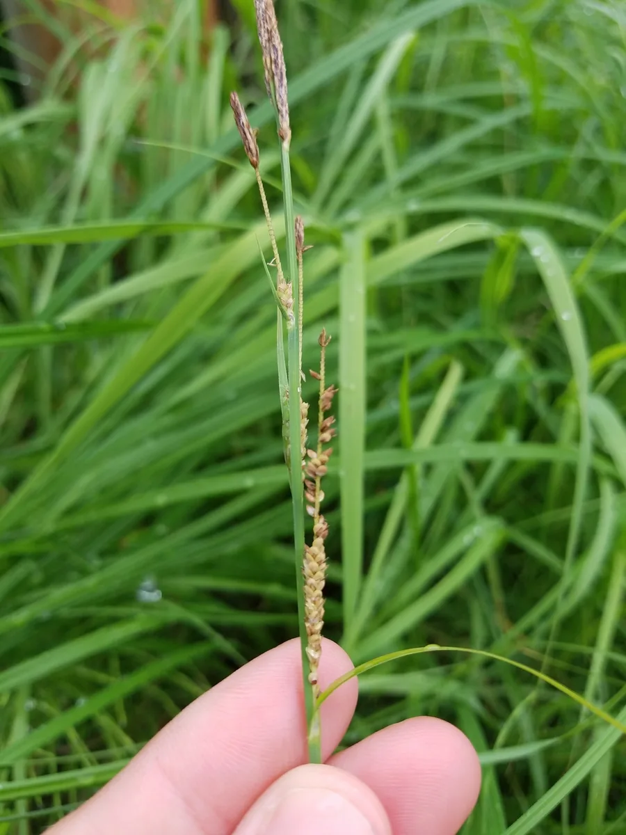 Emorys Sedge (Carex emoryi)