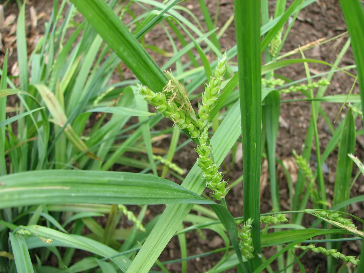 Blue Wood Sedge (Carex flaccosperma)