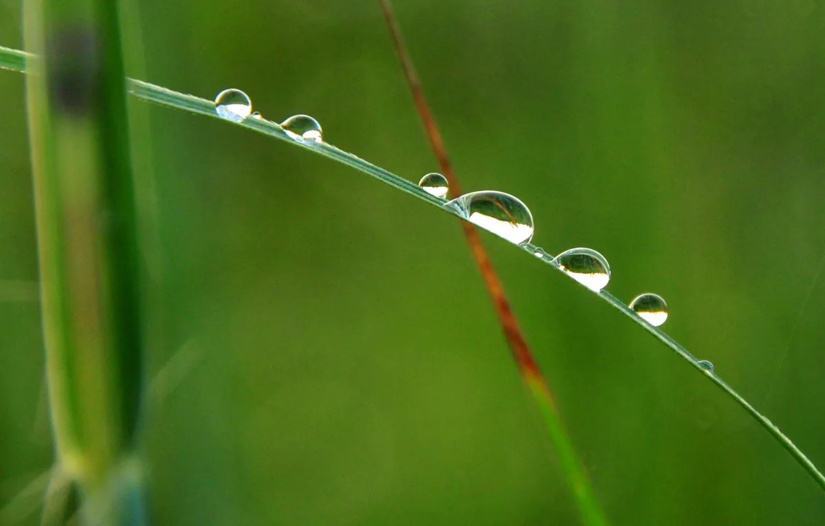 Prairie Cordgrass (Spartina pectinata)