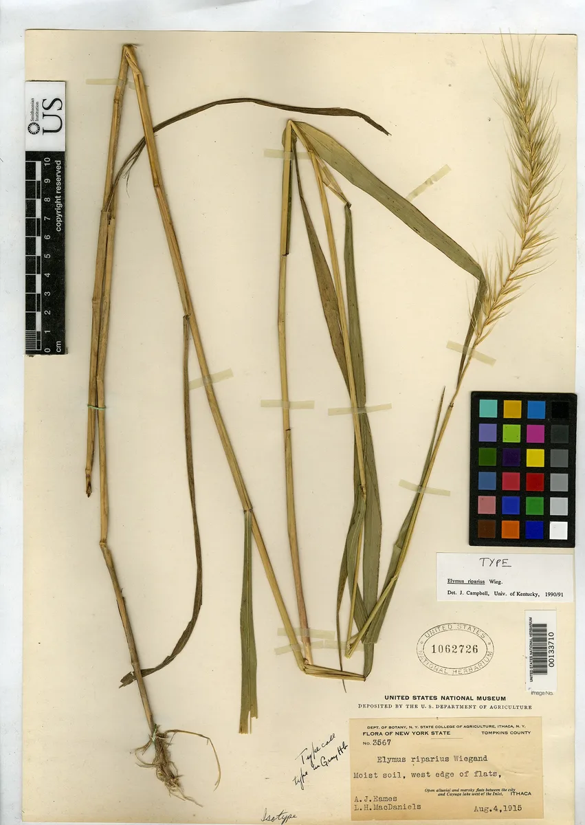 Riverbank Wild Rye