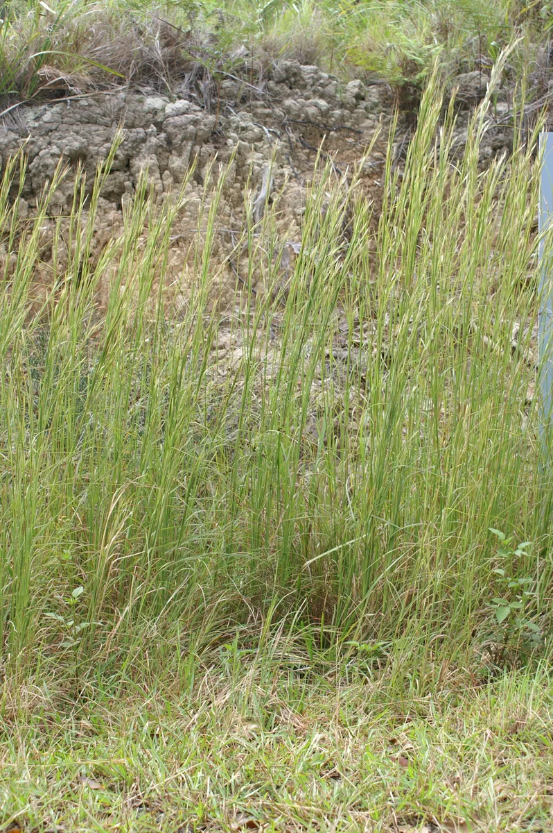 Virginia Broomsedge (Andropogon virginicus)