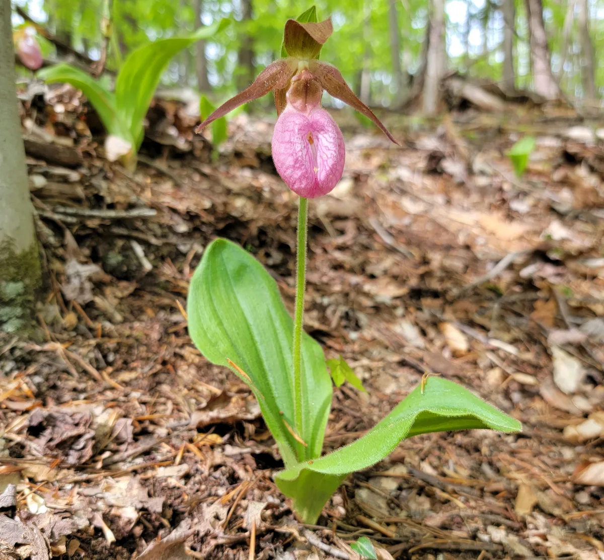 Pink Ladys Slipper