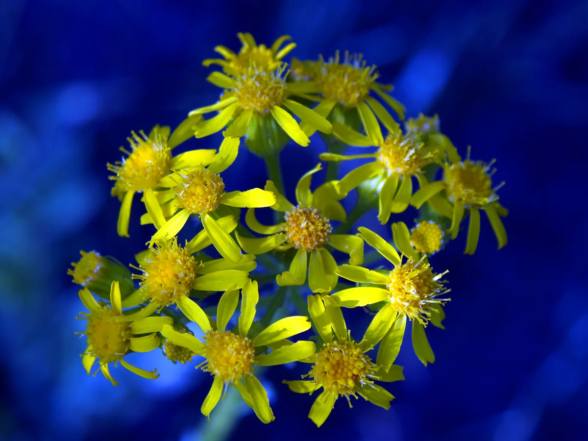 Prairie Ragwort