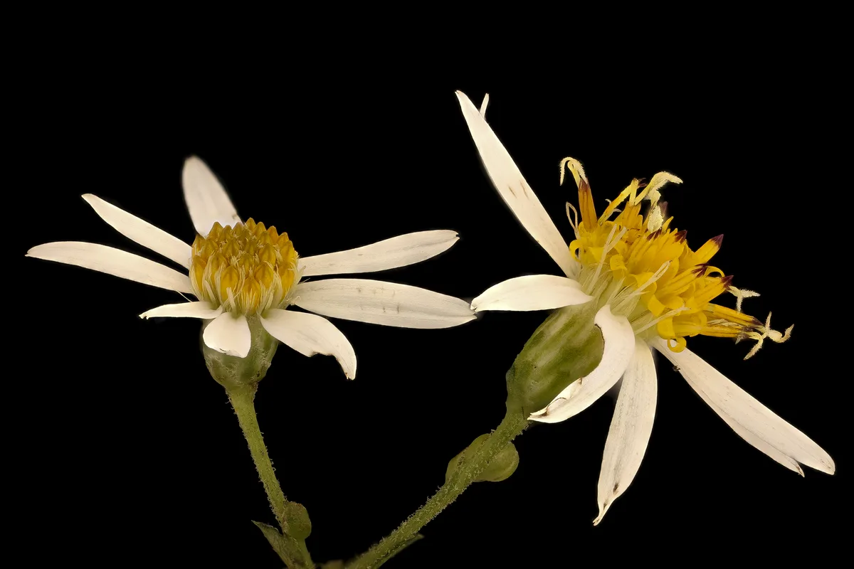 White Wood Aster (Eurybia divaricata)