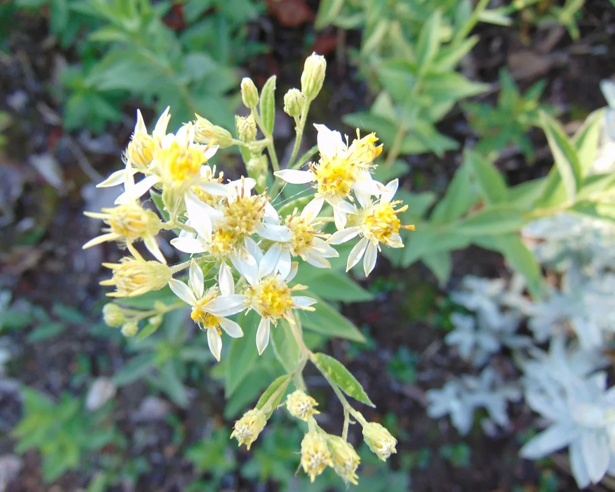 Flat-topped Aster (Doellingeria umbellata)