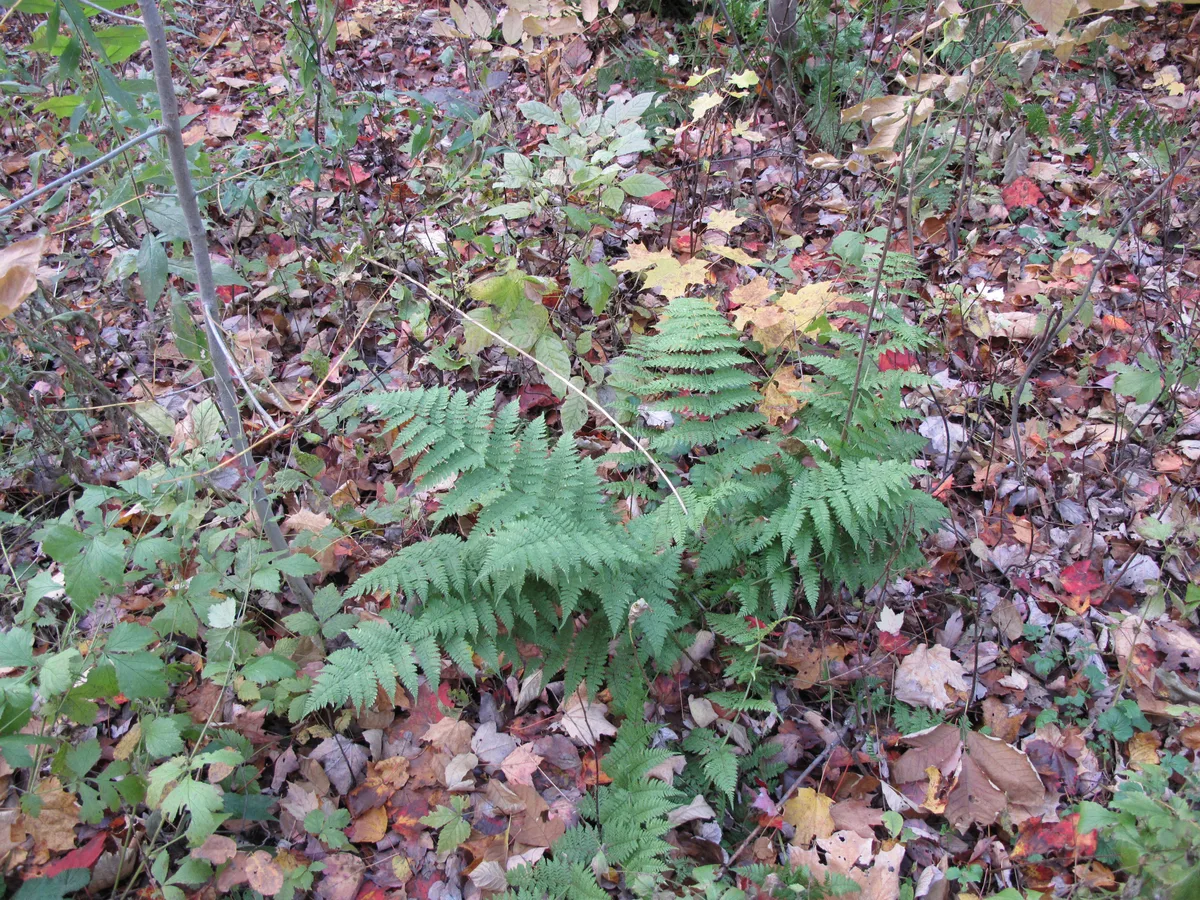 Spinulose Wood Fern