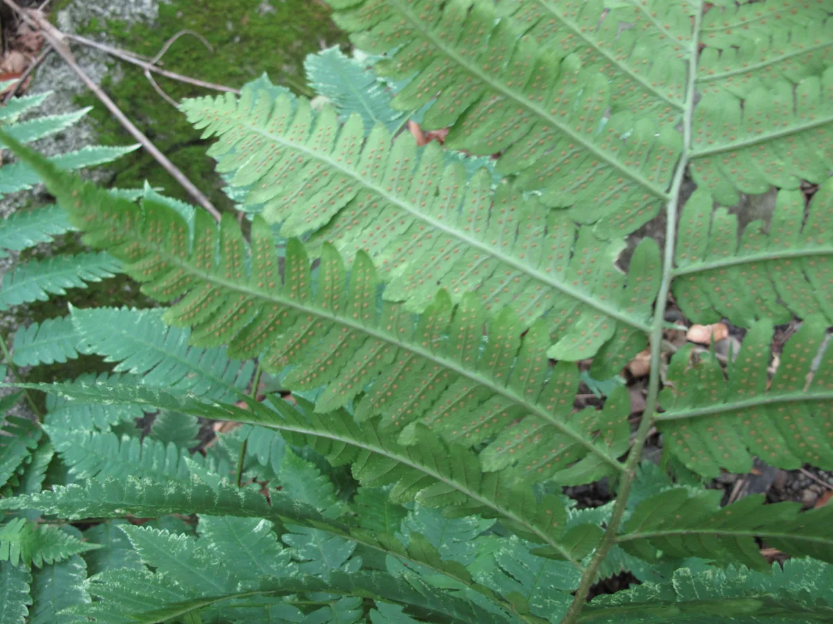 Goldies Wood Fern