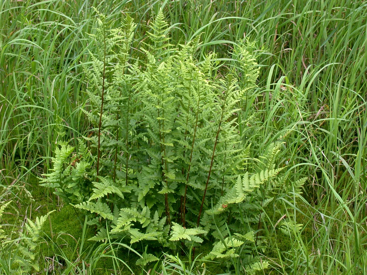 Crested Wood Fern