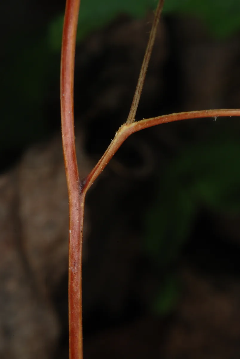 Hartford Fern (Lygodium palmatum)