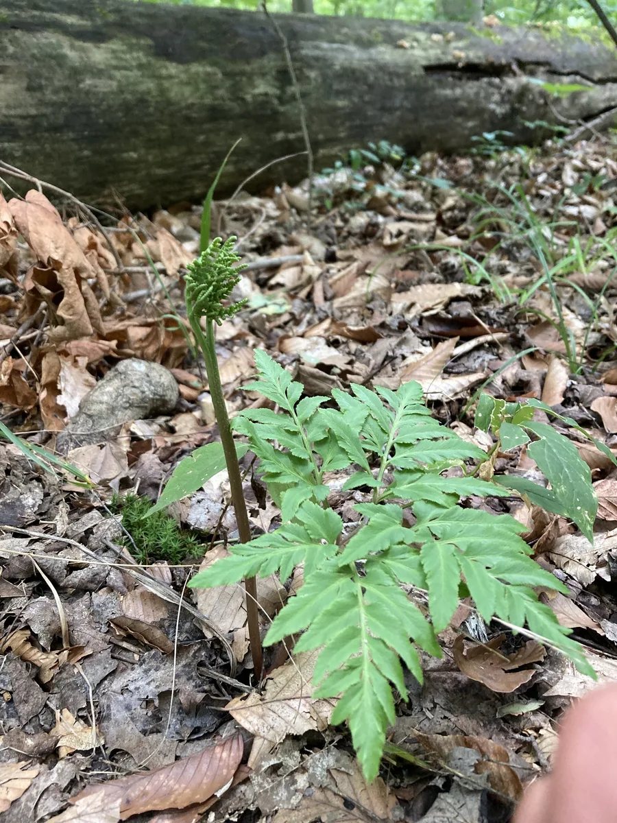 Cutleaf Grape Fern (Sceptridium dissectum)