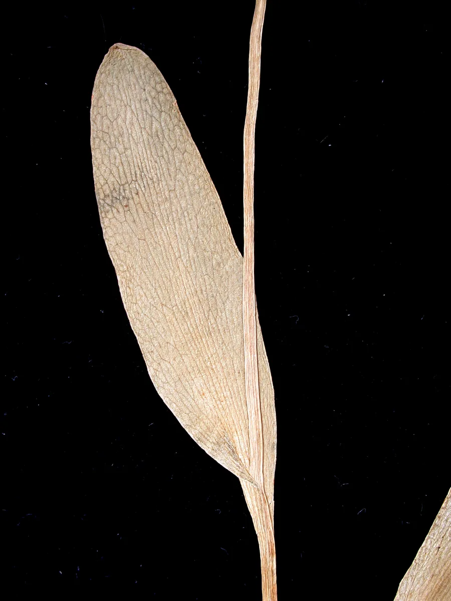 Adder Tongue Fern (Ophioglossum pusillum)