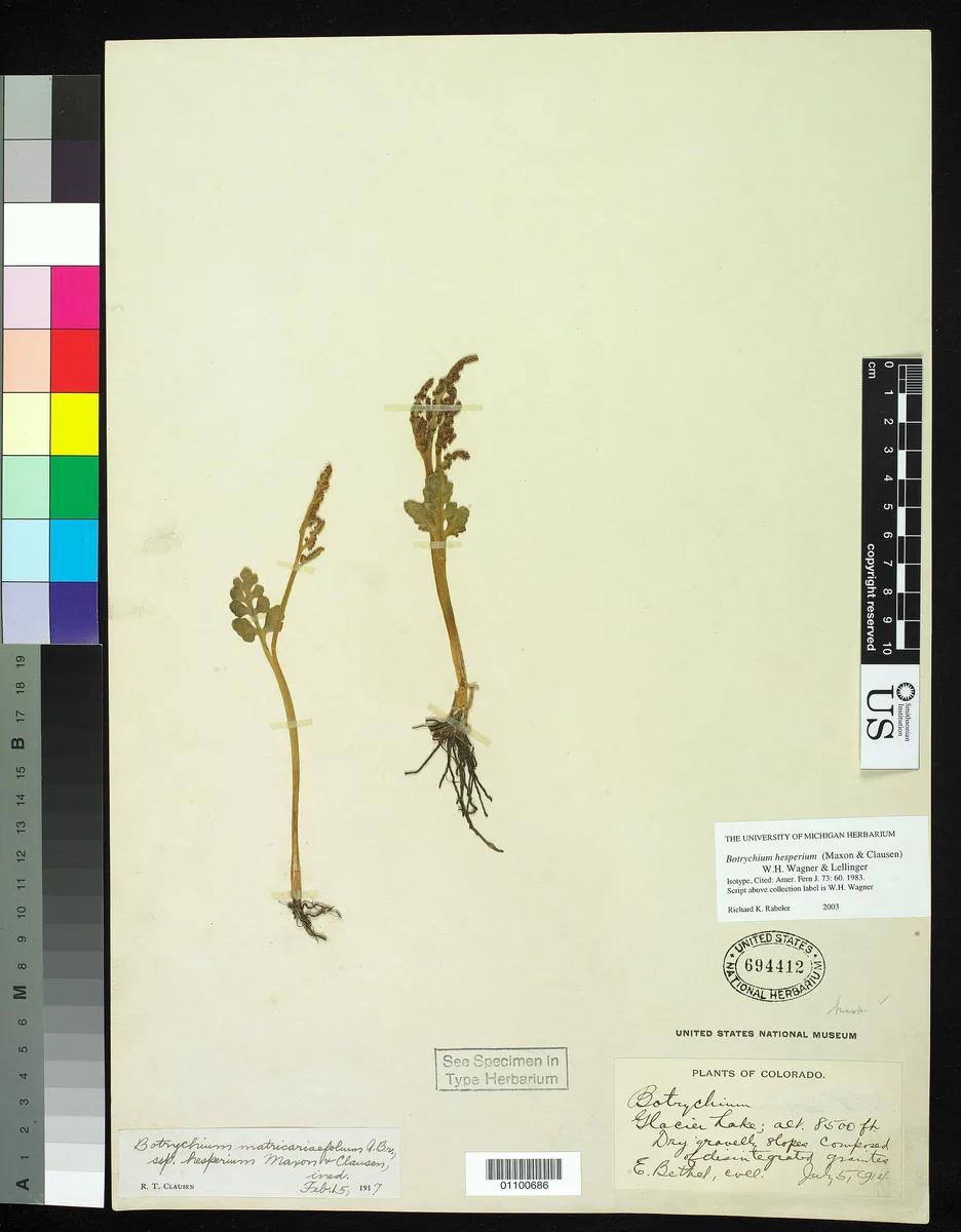 Cinnamon Grape Fern (Botrychium matricariifolium)