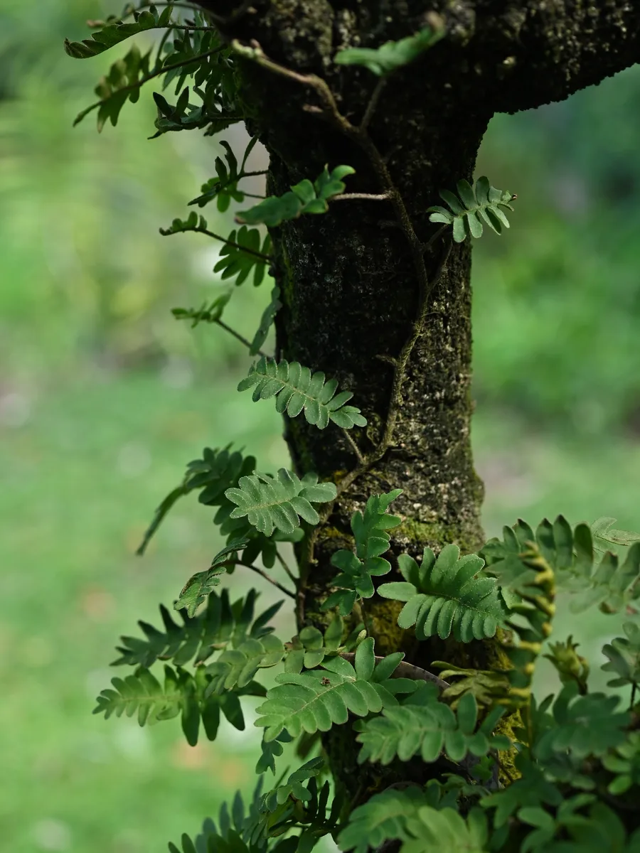 Resurrection Fern (Pleopeltis polypodioides)