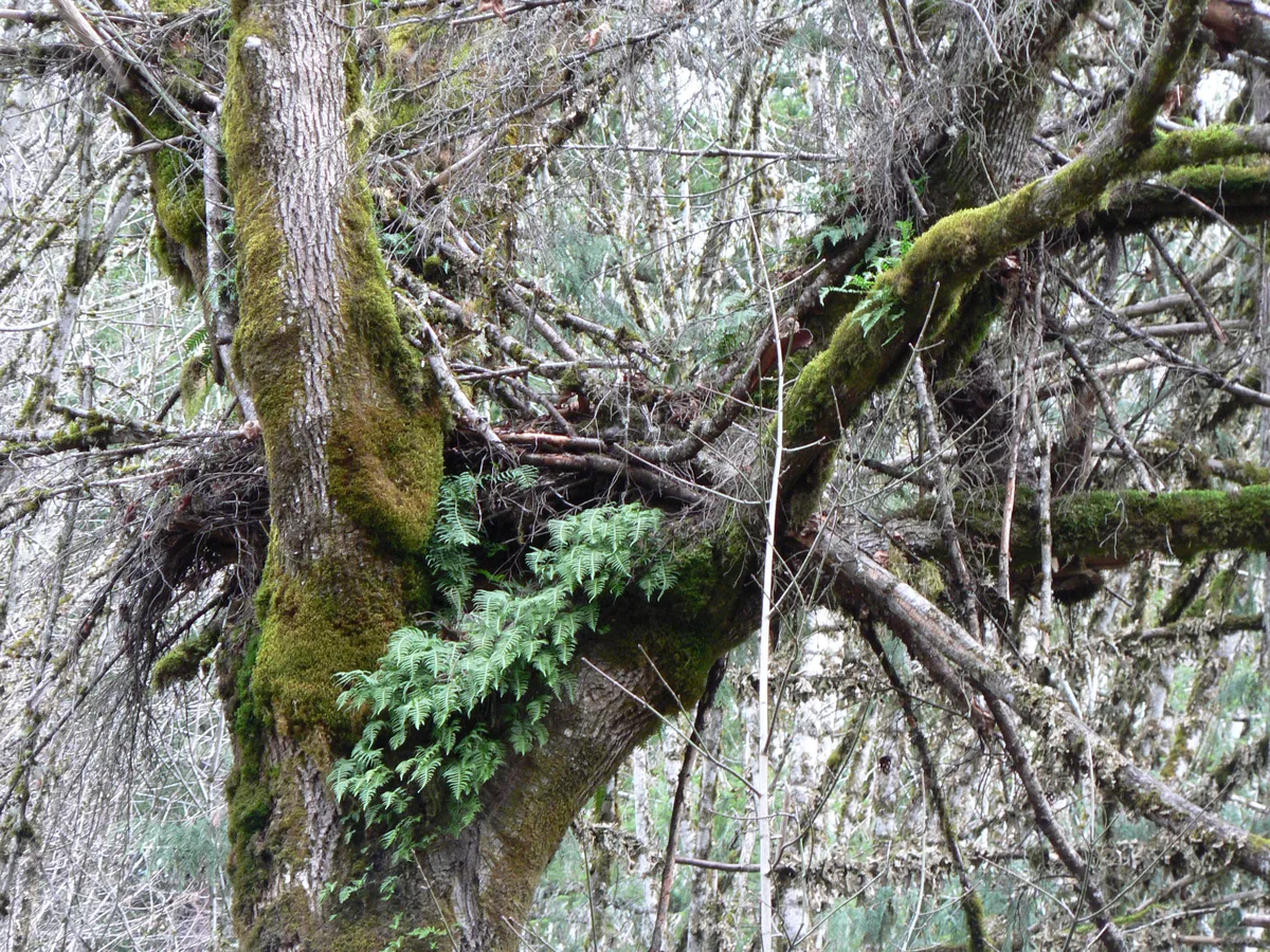 Licorice Fern (Polypodium glycyrrhiza)