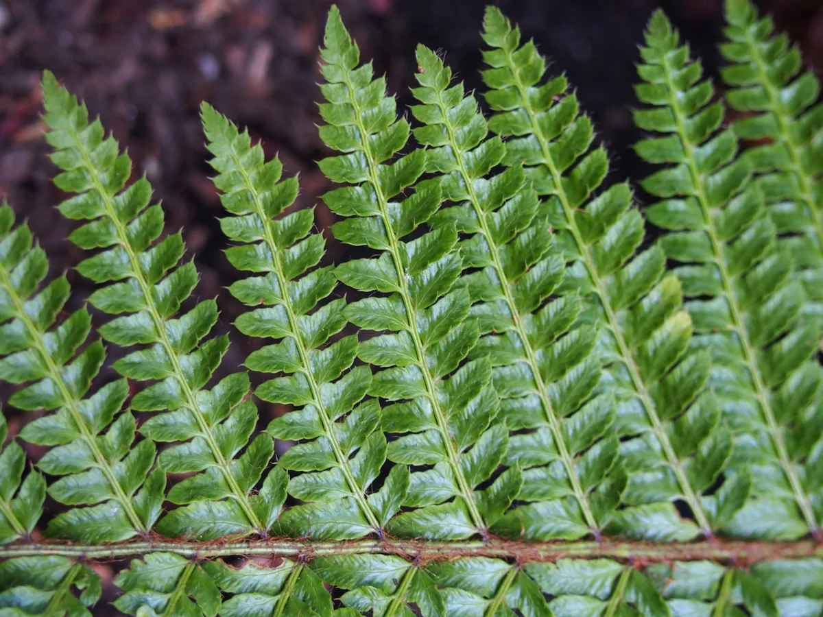 Braun Holly Fern