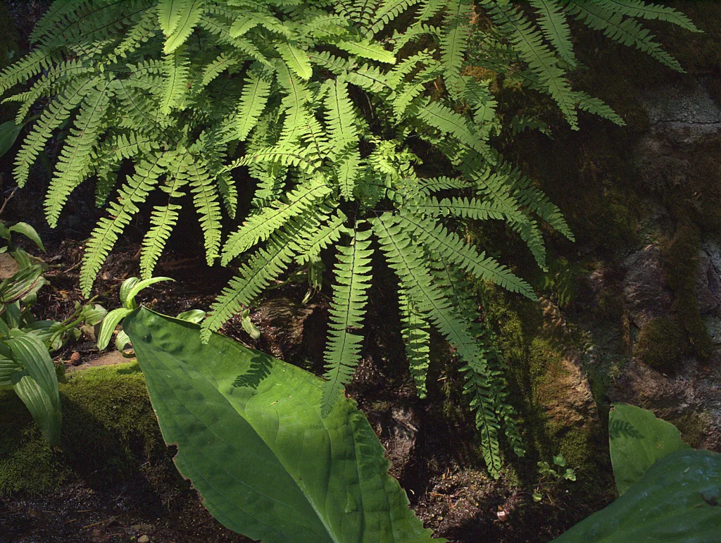 Five-finger Fern