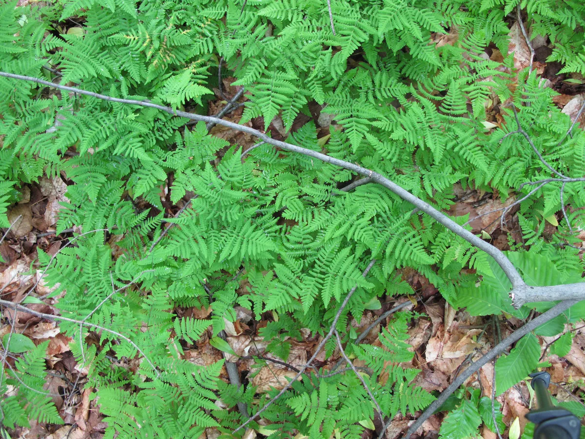 Western Oak Fern (Gymnocarpium disjunctum)