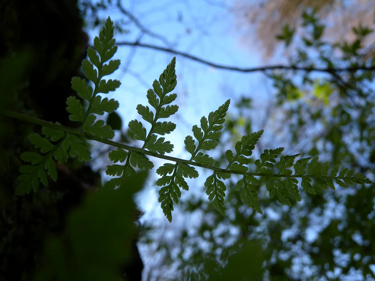 Brittle Bladder Fern (Cystopteris fragilis)