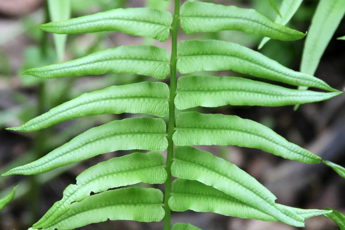 Narrow-leaved Spleenwort