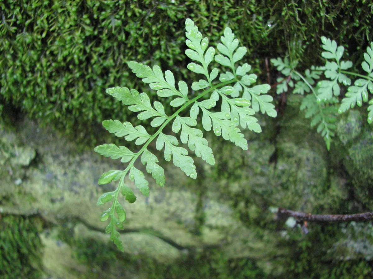 Mackays Fragile Fern (Cystopteris tenuis)