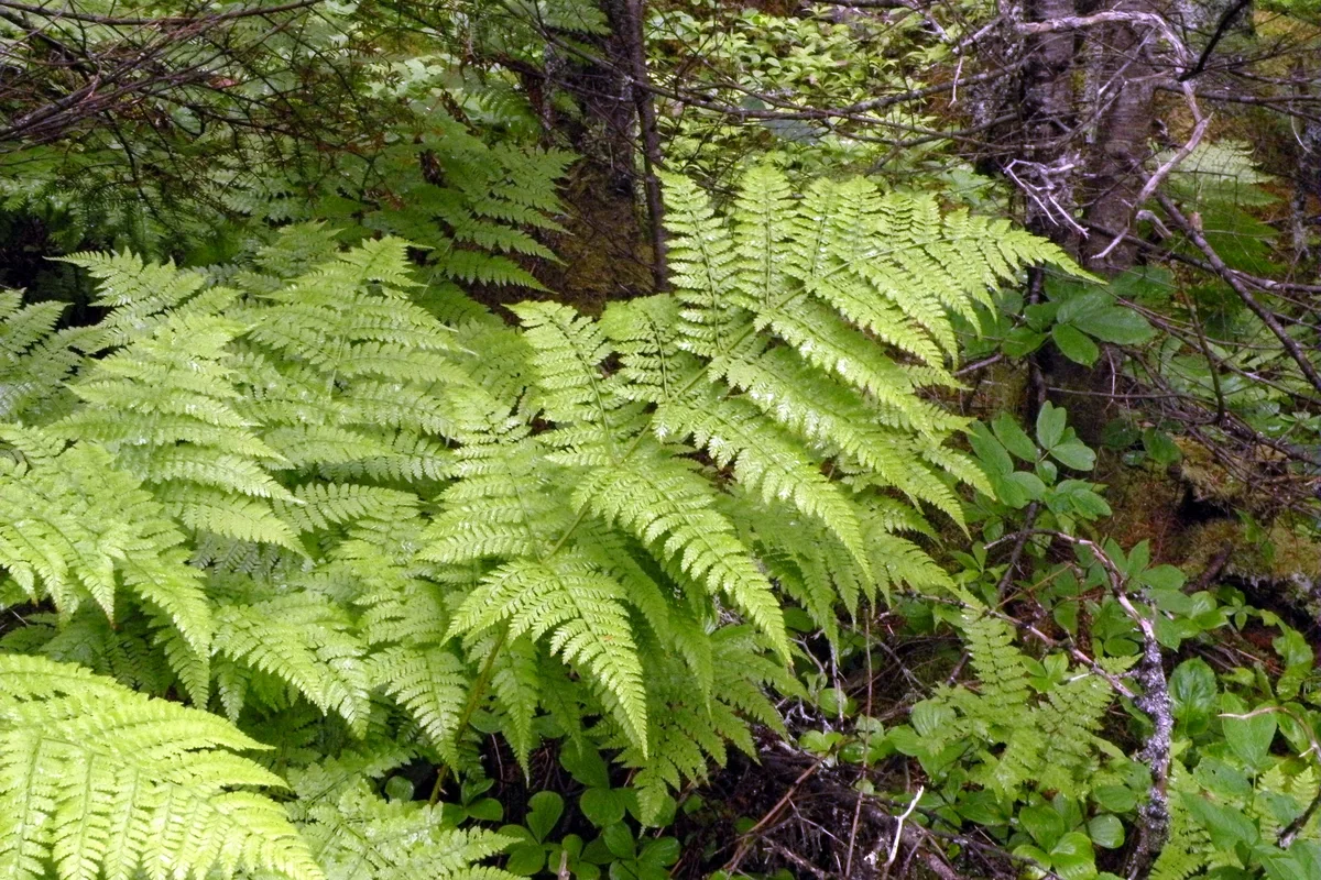 Mountain Wood Fern